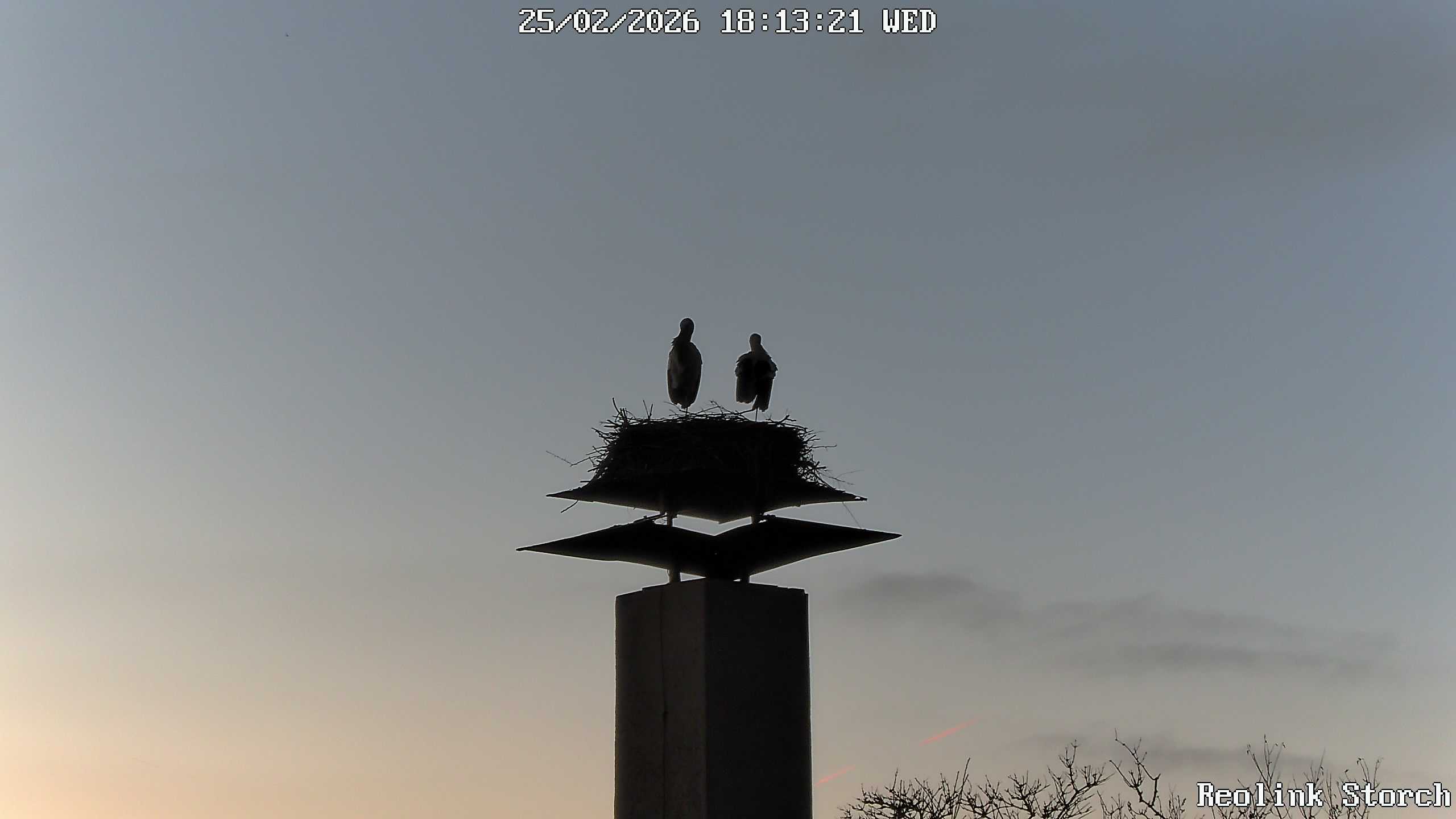 Storchencam Bild